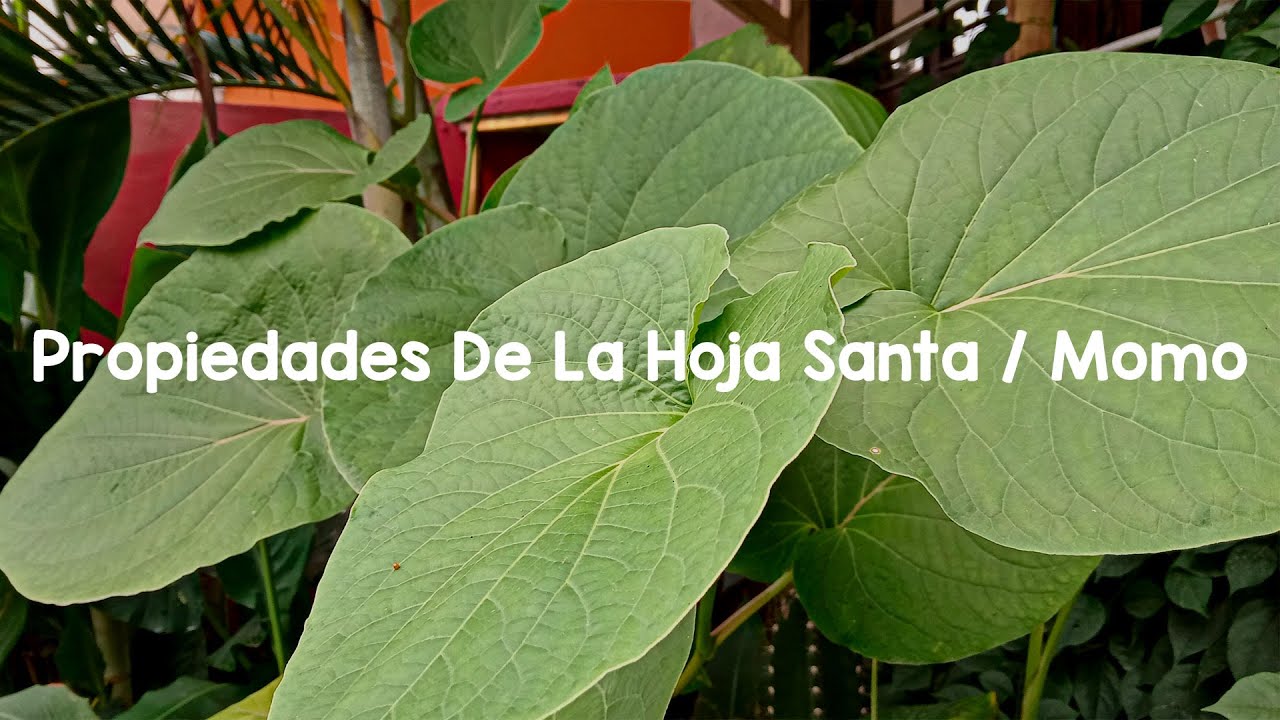 Hoja santa planta cuidados cocina ¿para que sirve la hoja santa? 🍃 YouTube Hoja santa planta cuidados cocina ¿para que sirve la hoja santa? 🍃 YouTube