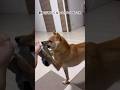 飼い主の散歩準備をしてくれる柴犬