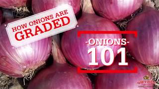 Onion 101- How Are Onions Graded?