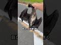 道路で鳥が倒れていたので…