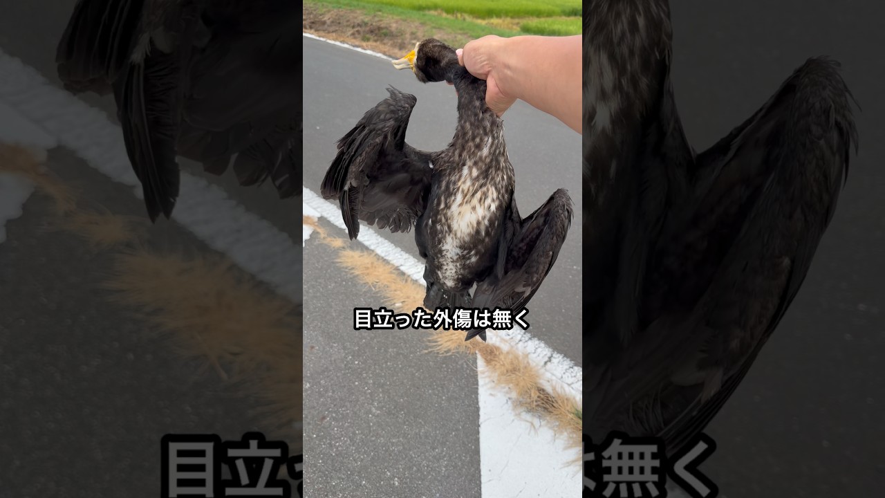 道路で鳥が倒れていたので…