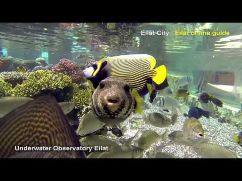 Underwater Observatory Eilat | Eilat City