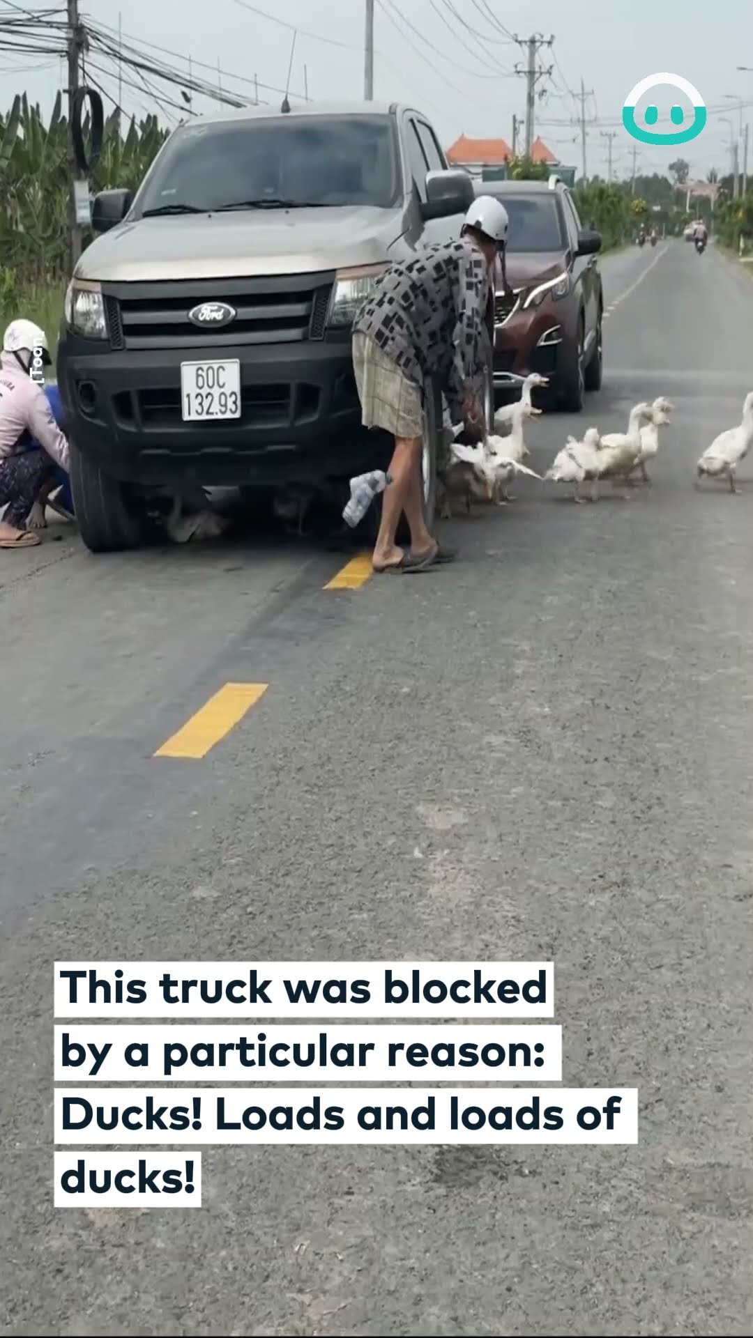 Unlimited Ducks Hide Under A Car || ViralHog