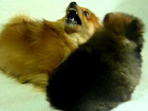 Мамочка доченькой.Мои шпицы.