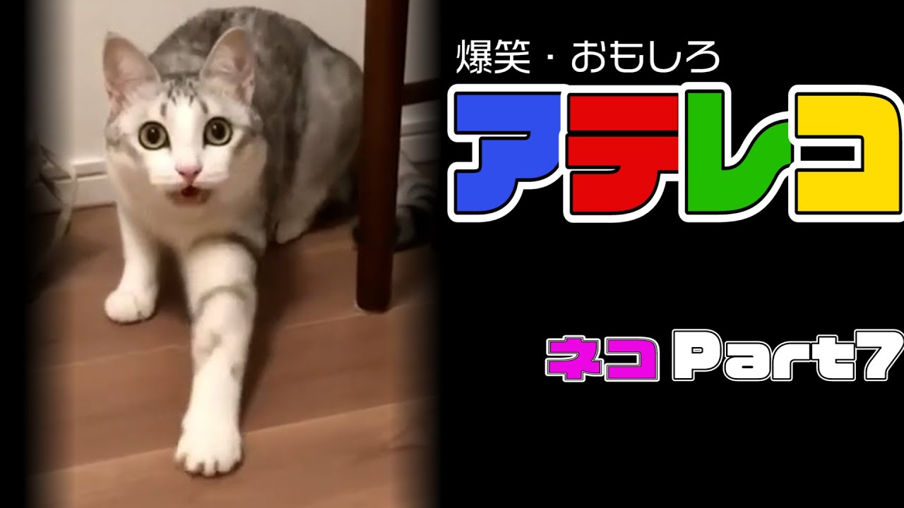 アテレコ 猫のおもしろ動画をアテレコしてみたpart7 アフレコ Youtube