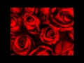 Latest collection of Rose Flower Wallpapers