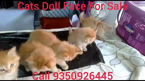 Video 4090401: cat doll face kitten