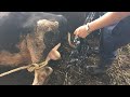 Bull Castration by veterinary doctor/ Castration of bull Calves/ methods of bull Castration🐃🐐🙏🙏