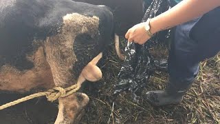 Bull Castration by veterinary doctor/ Castration of bull Calves/ methods of bull Castration