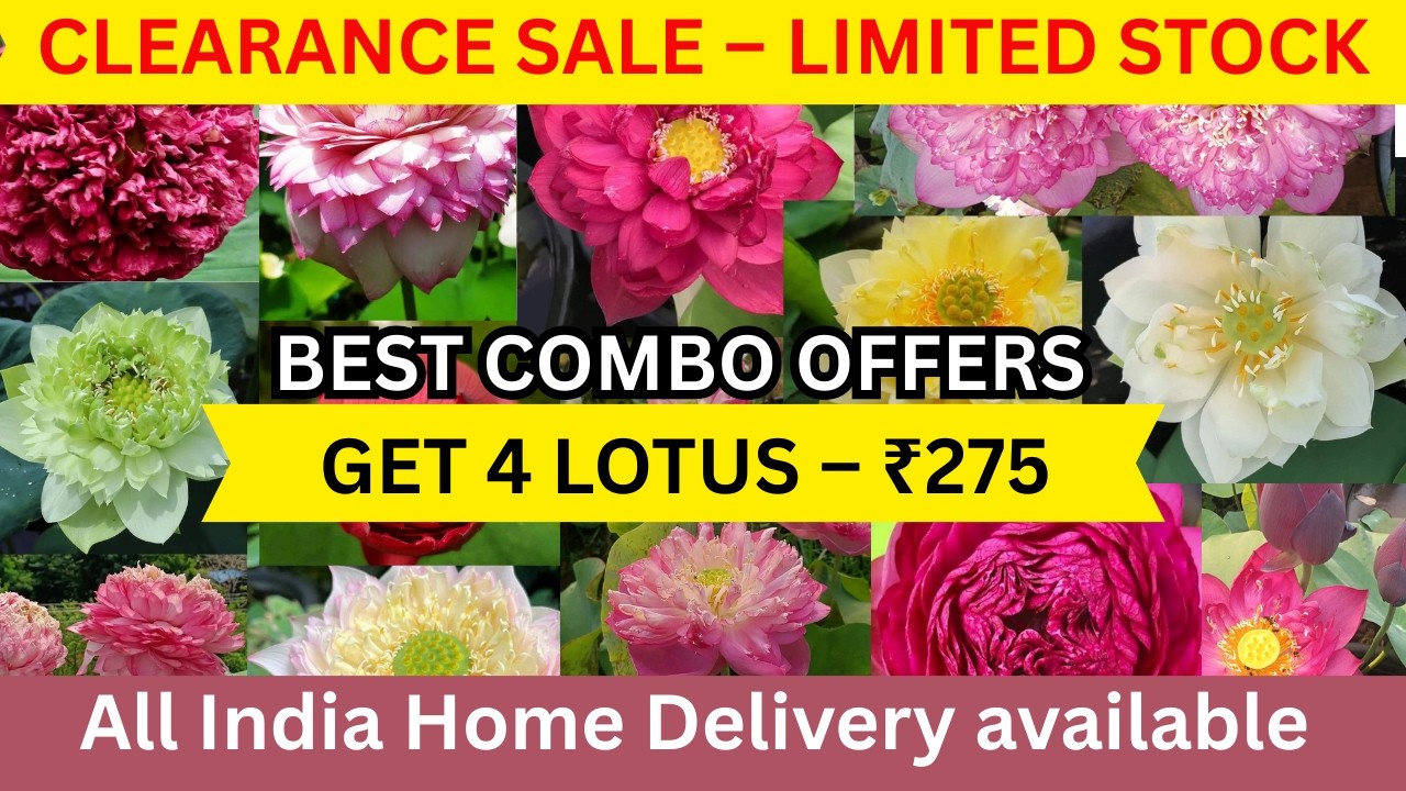 🔥All Sold Out 🔥TROPICAL LOTUS CLEARANCE  SALE – LIMITED STOCK