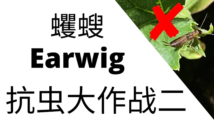 【防虫除虫】Earwig蠼螋的防控 | 你也许还没意识到的虫害 | Control Earwigs In Your Garden - 天天要闻