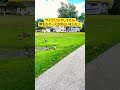 サイクリングしてたら野生のグースが沢山いました! #goose #wildlife #birds #unitedstates #cycling #bike