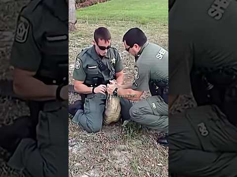 Joe Rogan Reacts To Cops Catching An Alligator…