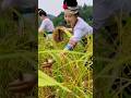 Traditional Rice Harvest in the Village #farmer #farming