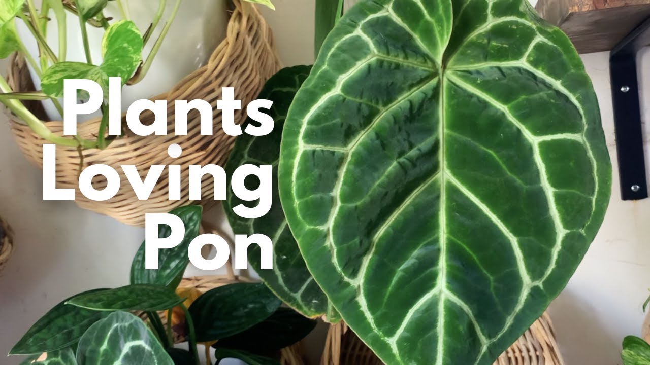 anthurium veitchii kaufen Anthurium veitchii