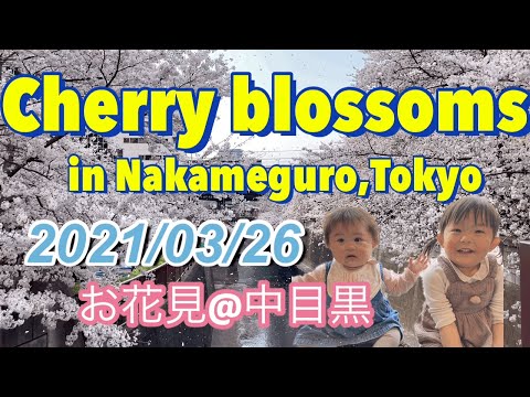 【Cherry Blossom 2021】Nakameguro, Tokyo 中目黒 目黒川 桜 花見 sakura hanami