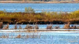 Mississippi River Flyway Cam. A lot of eagles - explore.org 10-25-2021