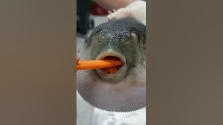 Рыба фугу ест Морковь 🥕🐡