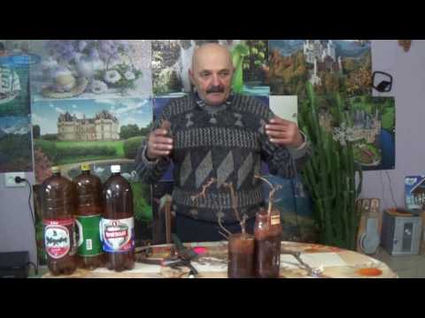 ВЕГЕТИРУЮЩИЕ САЖЕНЦЫ. ОБГОНЯЕМ ВРЕМЯ! ЧАСТЬ 1.