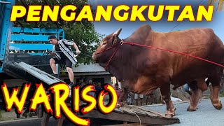 PERPISAHAAN MENGHARUKAN‼️ TERAKHIR KALI WARISO ADA DI KANDANG SETIA FARM 😭