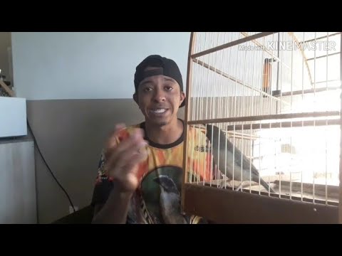 Vídeo: Como Ensinar Um Pássaro A Não Morder