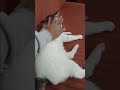 JANGAN PAKSA RINDU #janganpaksarindu #ifanseventeen  #anabul #catlovers #whitecat #gemoy #catvideos