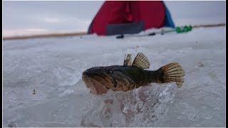 Ротаны (бычки) интереснее чем окуни. Ловля ротана со льда на сало