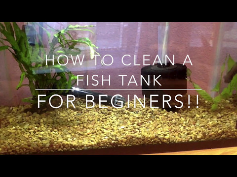 How to Clean a Fish Tank! - For Beginners