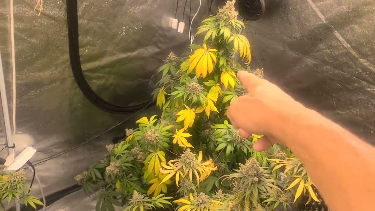 Weekly update Octopot grow #17 day 99 Super Skunk, Gelato, Red Runtz. Godfather drying.