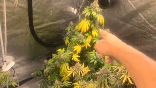 Weekly update Octopot grow #17 day 99 Super Skunk, Gelato, Red Runtz. Godfather drying.