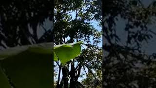 Download Lagu Efek Angin Gelebuk MP3