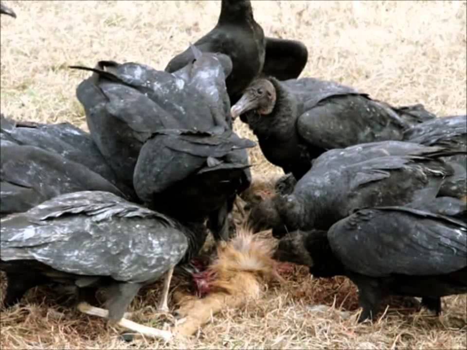 THE PLANET THAT GIVES US LIFE       by Eric Barbizzi