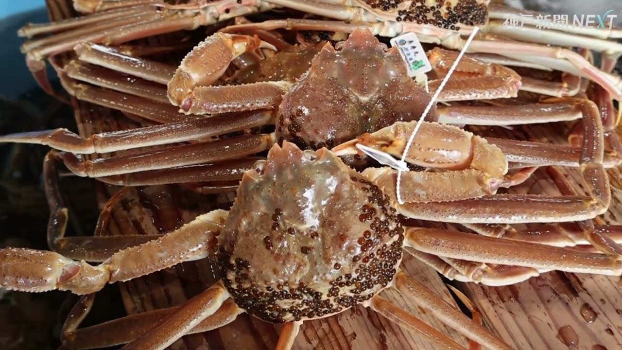 額 カニ 1匹なんと10,000,000円! 松葉ガニが史上最高値、落札は神戸の