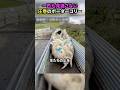 1匹も見逃さない圧巻のボーダーコリー#犬 #犬動画 #犬のいる暮らし