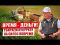 Когда начинать уборку? | Уборка кукурузы на силос | Заготовка кормов