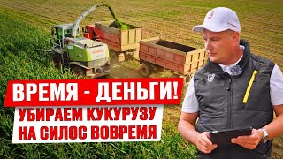 Когда начинать уборку? | Уборка кукурузы на силос | Заготовка кормов