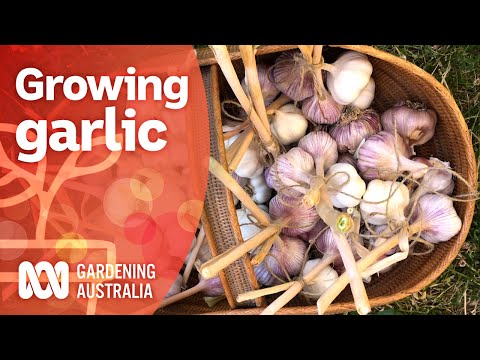 How to grow garlic | Growing fruit and veg | Gardening Australia