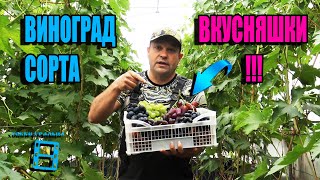 Самые Вкусные Сорта Винограда На Нашем Винограднике  Северный Виноградник 22 48