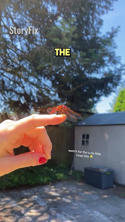 Women Cries Over Red Dragonfly❤️