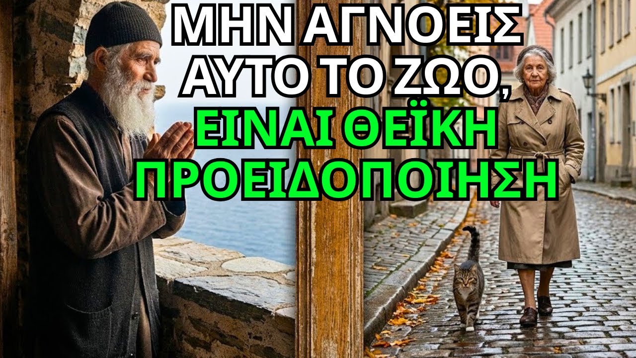 Αν μια γάτα σε ακολουθήσει μέχρι το σπίτι σου, είναι μήνυμα! ΜΗΝ την αφήσεις απ’ έξω