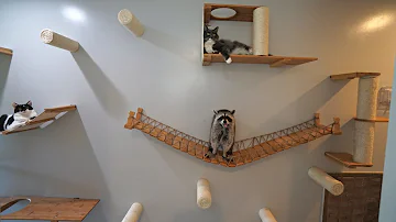 I Built a Massive Cat Wall for my Cats and Raccoons!