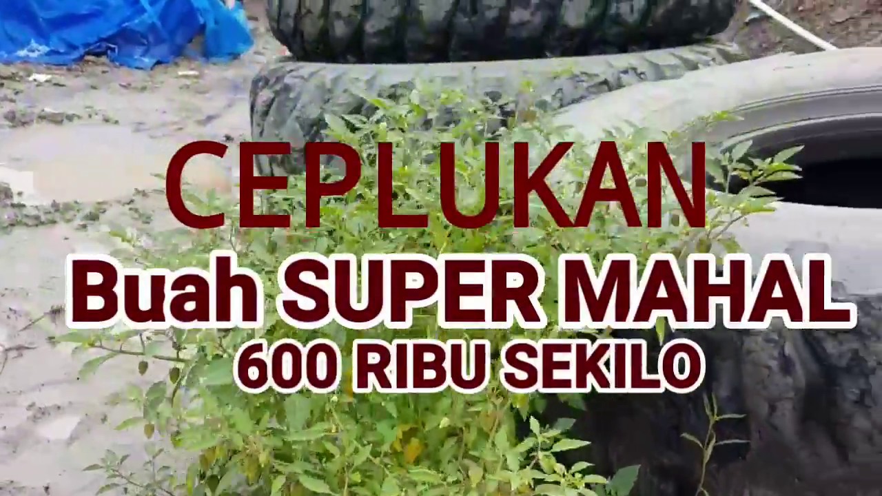 Ciplukan/Ceplukan harga supermahal kaya manfaat : Resep dan tips mudah