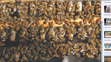 Backyard Queen Rearing