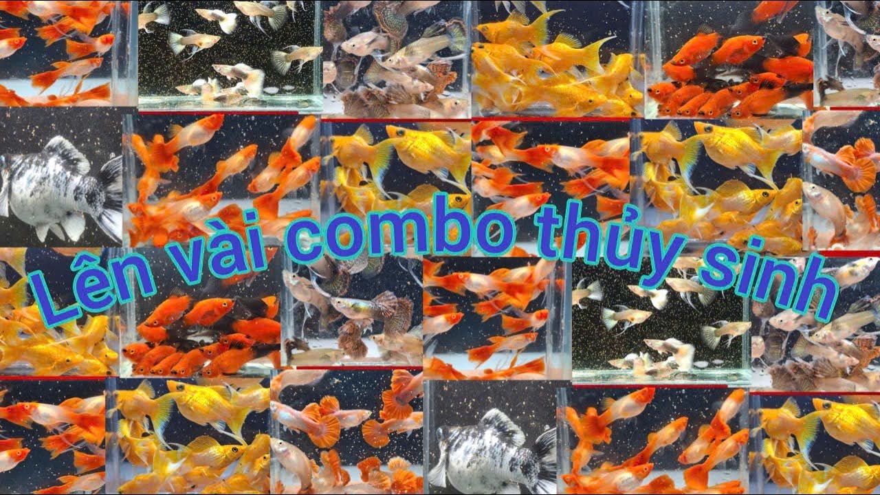 Guppy cá 7 màu // cá 7 màu đẹp giá rẻ...