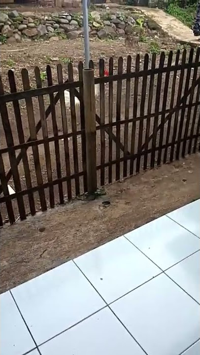 ayam  berkokok pak Jokowi (viral)