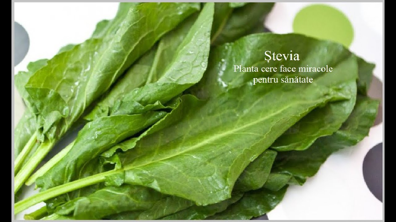 Ștevia - Planta care face miracole pentru sănătate (Leacuri&Sfaturi Despre Sanatate)