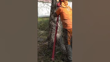 PROFESSIONAL TREE REMOVAL - TREE RIGHT NEXT TO A SCHOOL