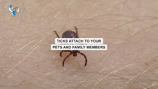 Effective Tick Control Services in Baton Rouge, LA | Pelican Pest Control
