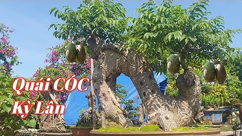 Quái Thú Kỳ Lân Tác Phẩm Bonsai Cóc Thái Siêu Cấp Hàng Độc ( Năm Đức 0915 065 267 )