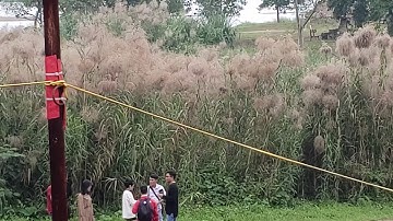 Review hoa cúc họa mi bãi đá sông hồng ( video 4k 60fps )